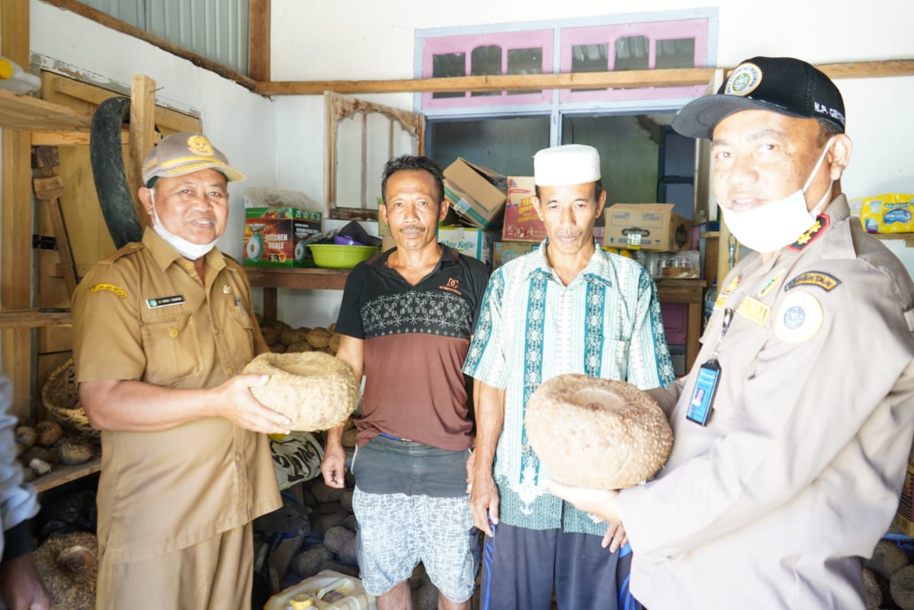 Jadi Komoditas Super Prioritas, BKP Kelas II Kendari Genjot Tanaman Porang di Konkep