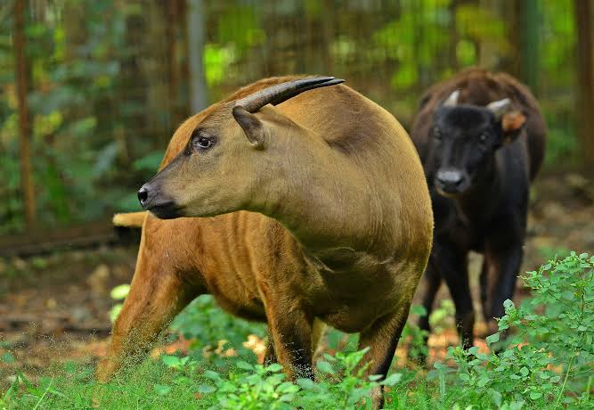 Satwa Endemik di Taman Nasional Konawe Semakin Langka, Anoa Diperkirakan Tersisa 20 Ekor