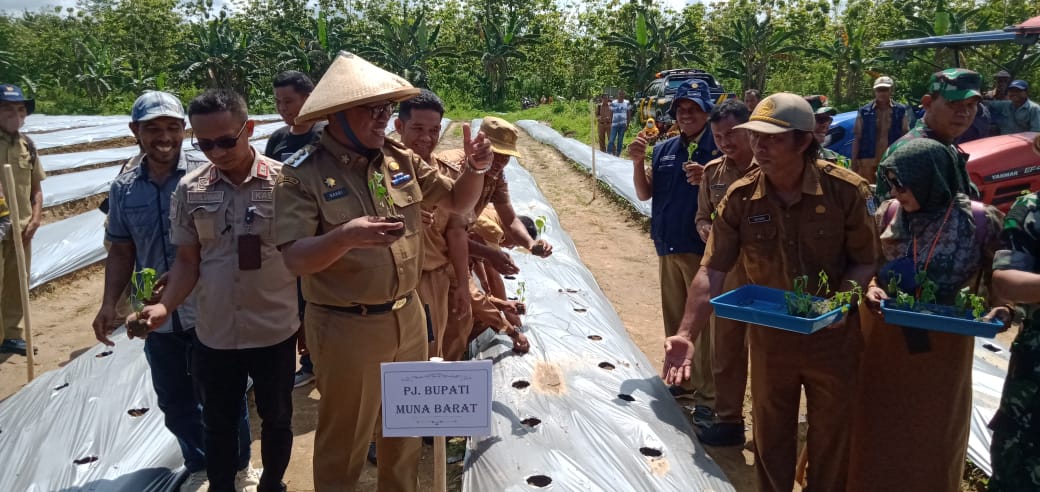 Upaya Pengendalian Inflasi, Pemkab Mubar Gelar Aksi Tanam Cabai